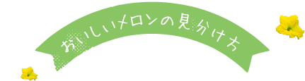 おいしいメロンの見分け方