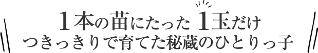 1本の苗にたった1玉だけ！つきっきりで育てた秘蔵のひとりっ子