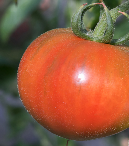 格別のおいしさを誇る「夜須のフルーツトマト」。